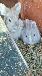 2 lieve konijntjes te koop, Dieren en Toebehoren, Konijnen, Mannelijk