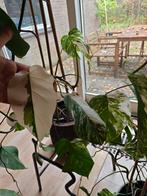 Monstera Variegata - Zeldzame Kamerplant, Ophalen, 100 tot 150 cm, Overige soorten, Halfschaduw