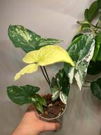 Symgonium Albo, Ophalen, Halfschaduw, Minder dan 100 cm