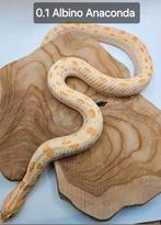 Hognose volwassen albino anaconda vrouw, Dieren en Toebehoren, Slang, 3 tot 6 jaar