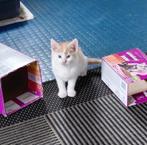 Kittens, Meerdere dieren, Kortharig, 0 tot 2 jaar