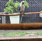 Rosella man, Dieren en Toebehoren, Vogels | Parkieten en Papegaaien, Mannelijk, Parkiet, Geringd