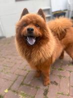 Chow chow dekreu, Reu, 1 tot 2 jaar, Eén hond, Nederland