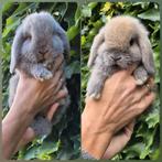 Zeer lief koppeltje minilop x NHD hangoor dwerg konijntjes, Dieren en Toebehoren, Meerdere dieren, Dwerg, Hangoor, 0 tot 2 jaar
