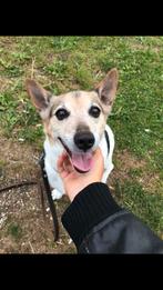 Hondenuitlaat(s)ter gezocht! Nieuwerkerk a/d IJssel / R’dam, Ophalen of Verzenden