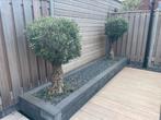 2 olijfbomen met dikke stam, 100 tot 250 cm, Olijfboom, Zomer, Ophalen