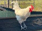 Poule de Bresse Haan raszuiver april 2025, Dieren en Toebehoren, Pluimvee, Mannelijk, Kip