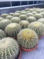 Cactus Echinocactus Grussonii in de 25cm schaal, Ophalen of Verzenden, Minder dan 100 cm, Volle zon, In pot