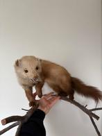 Geprepareerde/ Opgezette Marterachtige, Ophalen