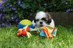 Shih Tzu pups te koop, Dieren en Toebehoren, Honden | Niet-rashonden, 8 tot 15 weken, Meerdere, Meerdere dieren, Klein