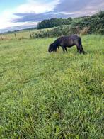 Shetlander Hengst 2 jaar oud . Prachtige papieren, Hengst, A pony (tot 1.17m), Recreatiepony, 0 tot 2 jaar
