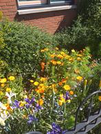 Vers geoogste GOUDSBLOEM zaden, Ophalen of Verzenden, Gehele jaar, Volle zon, Zaad