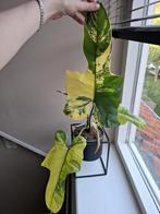 Philodendron Bipennifolium Variegata, Ophalen of Verzenden, Overige soorten, Minder dan 100 cm