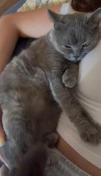 Britse kat, Poes, Gechipt, 3 tot 5 jaar