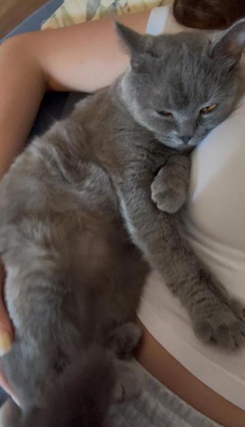 Britse kat beschikbaar voor biedingen