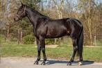 5 jr bloedmooie draver ruin, +/- 1.65, Dieren en Toebehoren, Gechipt, Ruin, Zadelmak, 3 tot 6 jaar