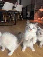 Prachtig Ragdoll kittens ( nog een katertje beschikbaar), Meerdere dieren, Ontwormd