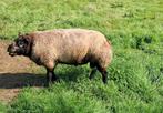 Stamboek Blauwe Texelaar 3.5 jarige dek ram, Dieren en Toebehoren, Schapen, Geiten en Varkens, Mannelijk, Schaap