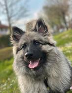 Wolf – middenslag keeshond – zoekt nieuw thuis, Dieren en Toebehoren, Honden | Herdershonden en Veedrijvers, Eén hond, 3 tot 5 jaar