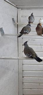 5 kuif duiven 110 euro, Dieren en Toebehoren, Vogels | Duiven, Meerdere dieren, Overige soorten