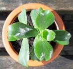 Crassula Arborescens geworteld stekje, Huis en Inrichting, Kamerplanten, Ophalen of Verzenden