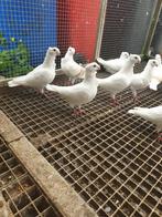 Witte oud Hollandse meeuwen te koop, Dieren en Toebehoren, Vogels | Duiven, Meerdere dieren, Overige soorten