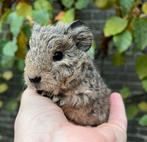 Prachtig lemonagouti cavia Rex teddy beertje, Dieren en Toebehoren, Oktober, Mannelijk, Cavia