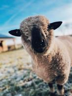 Gezocht een Hampshire down RAM., Dieren en Toebehoren, Schapen, Geiten en Varkens, Mannelijk, Schaap