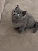 Britse korthaar kittens, Dieren en Toebehoren, Katten en Kittens | Raskatten | Korthaar, Meerdere dieren, Gechipt, 0 tot 2 jaar