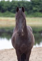 GEZOCHT: PADDOCK PARADISE, voor lieve Friesche ruin, Dieren en Toebehoren, Stalling en Weidegang, Weidegang, 1 paard of pony