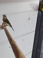 Mooi koppel mozambique Cini's, Meerdere dieren, Tropenvogel, Geringd