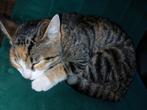 Lief kitten, Dieren en Toebehoren, Katten en Kittens | Raskatten | Korthaar, Poes