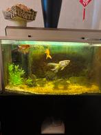 Aquarium met 3 sluierstaart goudvissen, Ophalen, Gevuld zoetwateraquarium