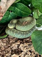 Atheris squamigera vrouw, Dieren en Toebehoren, Reptielen en Amfibieën, Slang, 0 tot 2 jaar