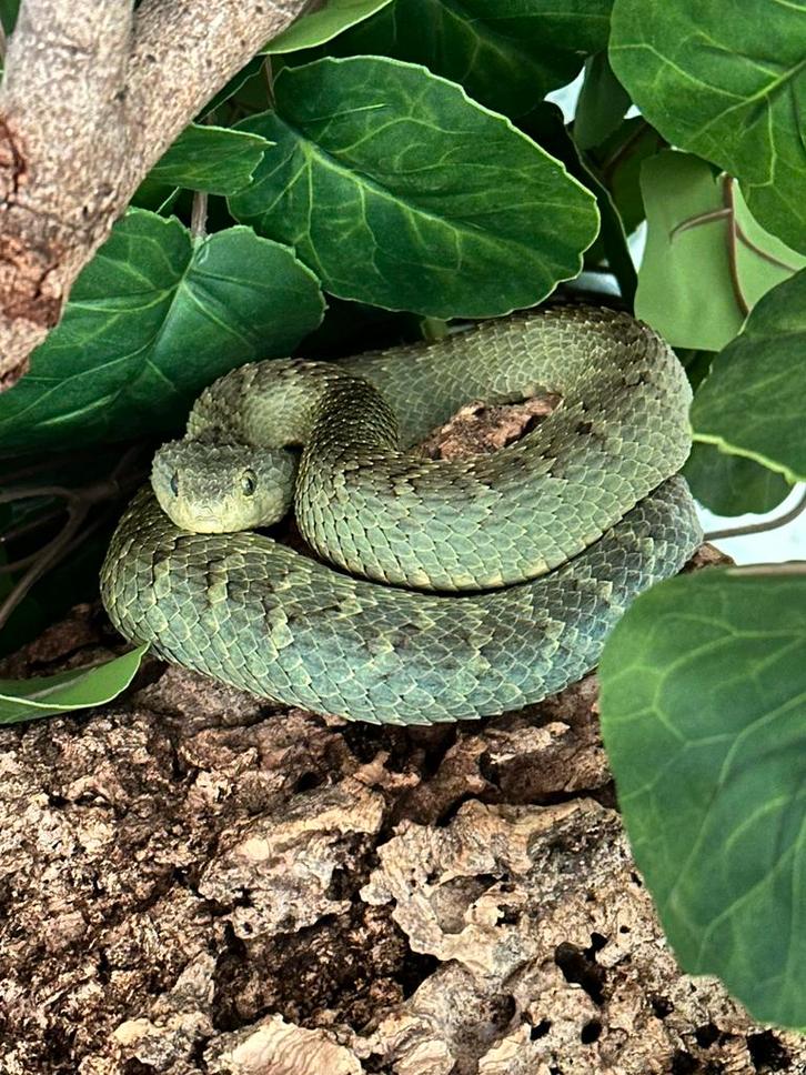 Atheris squamigera vrouw, Dieren en Toebehoren, Reptielen en Amfibieën, Slang, 0 tot 2 jaar