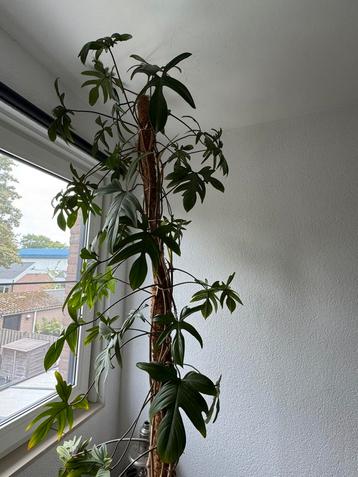 Philodendron op mosstok (Philodendron pedatum ) klimplant beschikbaar voor biedingen