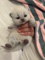 Britse korthaar kitten, Dieren en Toebehoren, Katten en Kittens | Raskatten | Korthaar, Meerdere dieren, Gechipt, 0 tot 2 jaar