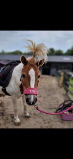 Verzorgpony’s aangeboden, Ophalen, Zo goed als nieuw