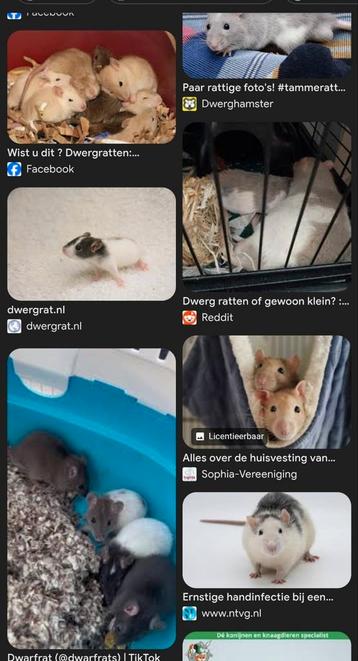 !GEZOCHT! Dwerg ratten! Rittens. Rats. Dwarf beschikbaar voor biedingen