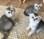 Britse korthaar en langhaar kittens, Kater, Ontwormd