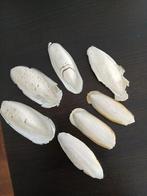 Sepia, Ophalen of Verzenden, Zo goed als nieuw, Kooi-accessoires