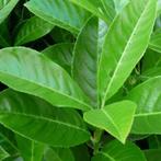 **GOEDKOOP** Prunus laurocerasus Rotundifolia, laurier, Tuin en Terras, Planten | Struiken en Hagen, Ophalen of Verzenden, Laurier