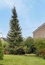 Hele mooie grote Kerstboom, Diversen, Kerst, Ophalen, Zo goed als nieuw