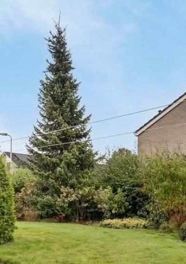 Hele mooie grote Kerstboom, Diversen, Kerst, Zo goed als nieuw, Ophalen