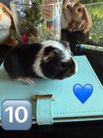3 jonge beertjes, Dieren en Toebehoren, Cavia, Mannelijk, Juli, Tam