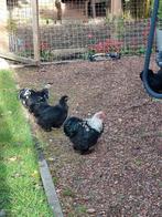 Mooie  cochin  kriel  4 hennen  en 1 haantje, Dieren en Toebehoren, Pluimvee, Meerdere dieren, Kip