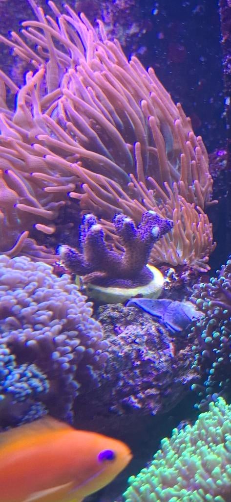 Stylophora koraal, Overige typen