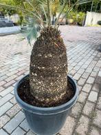 Cycas Revoluta (Vredespalm) - 150cm, bieden!, Ophalen, 100 tot 150 cm, Palm, Halfschaduw