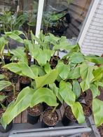 Musa velutina, Ophalen of Verzenden, Zomer, Overige soorten