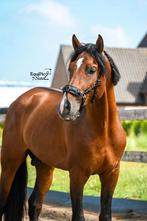 PRE Stallion for Breeding/ Exclusieve PRE beschikbaar, Ophalen, Nieuw